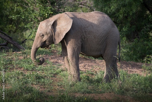 : Wild Elephant in Africa.They live in forests of africa. Ther are very big and toll.It has long two tusks.this is a tame elephant.It eats leaves of trees.It is larges animal among others.They live as
