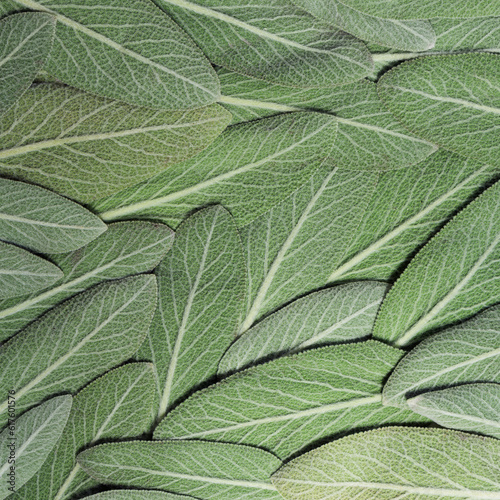 Salvia leaves (sage, also called garden sage, or common sage), background
