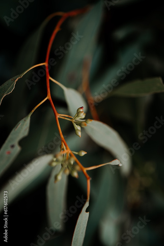 eucalyptus leaves macro