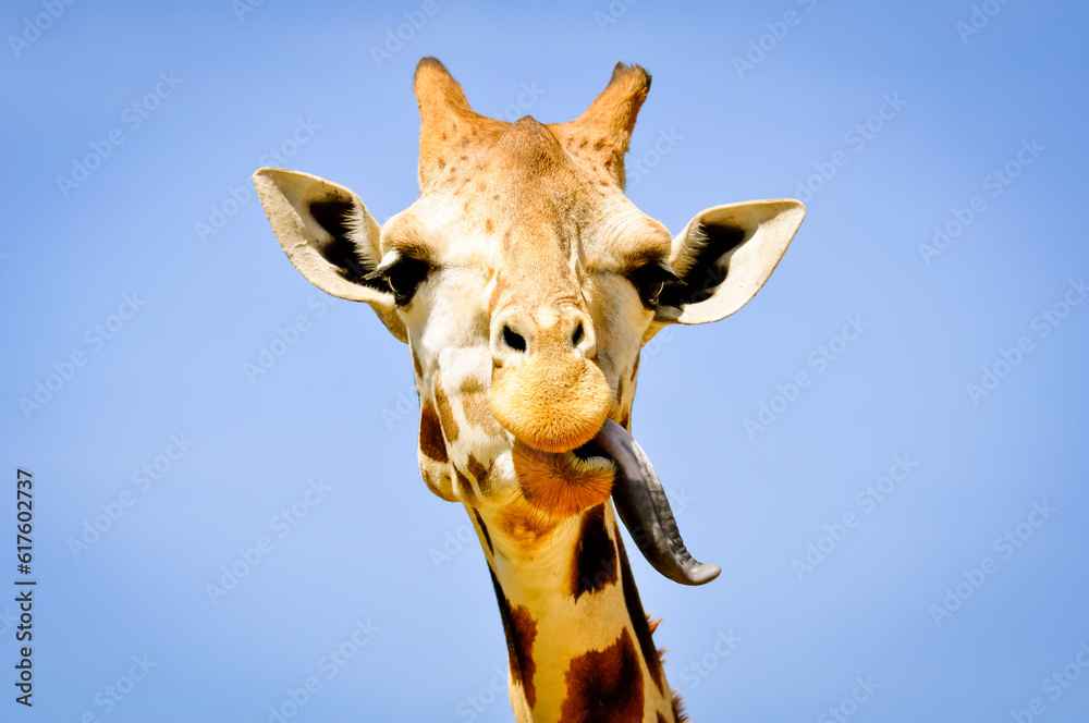 Naklejka premium Funny giraffe