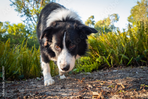 Cute border collie sniffing and chewing stick in the garden photo