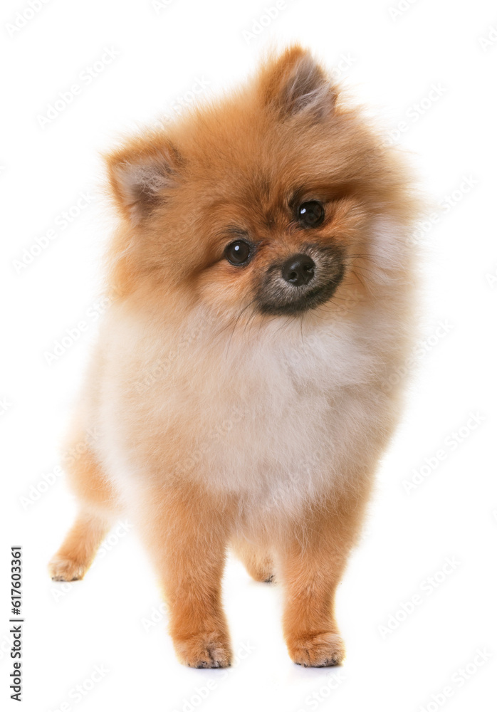 pomeranian puppy in front of white background