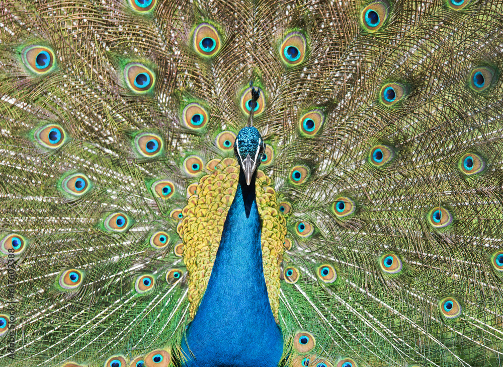 Obraz premium close up of peacock in a garden