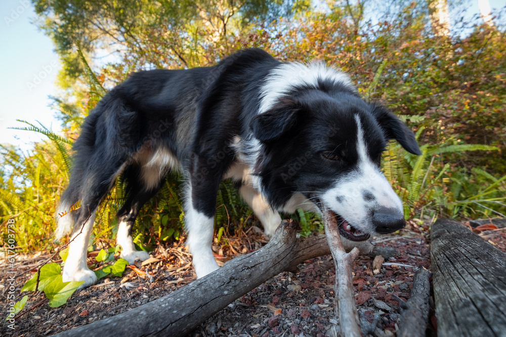 Cute border collie sniffing and chewing stick in the garden