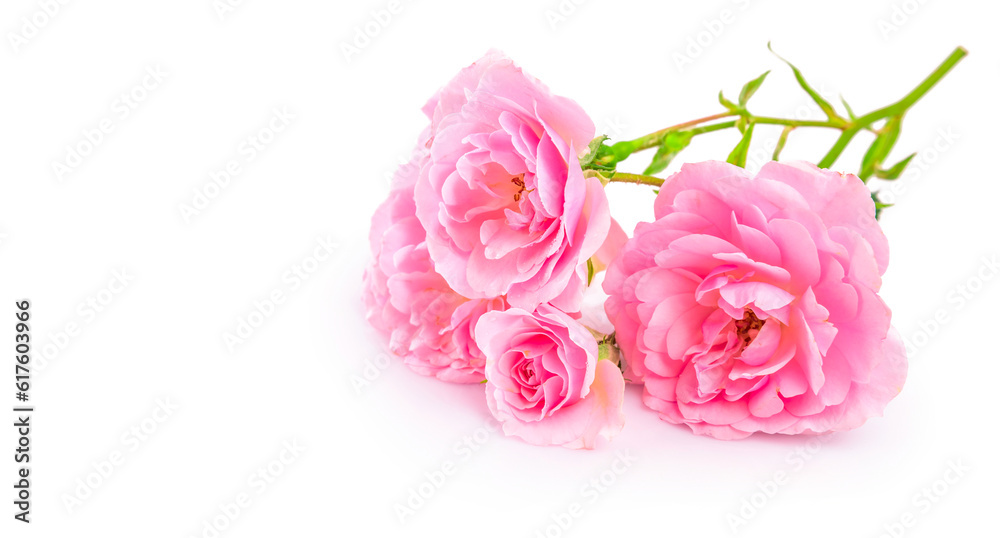 Branch pink roses. Bunch flower with bud and copyspace, isolated on white background. Branch pink roses. Bunch flower with bud and copyspace, isolated on white background.