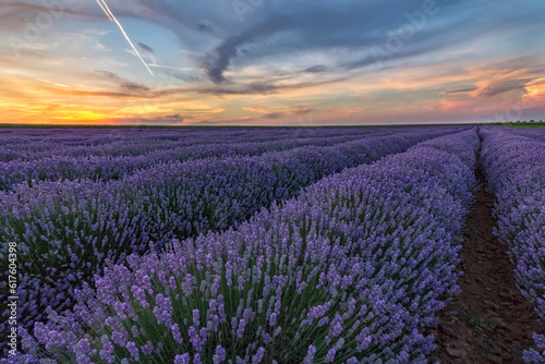 Beautiful landscape of lavender fields at sunset with dramatic sky