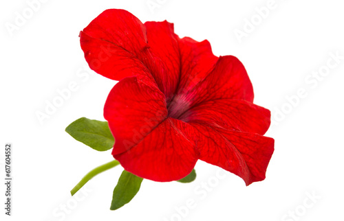 Red petunia flower isolated on white background