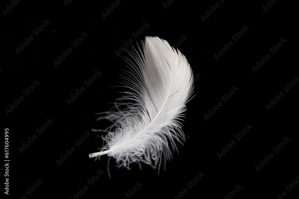 white feather isolated on black background