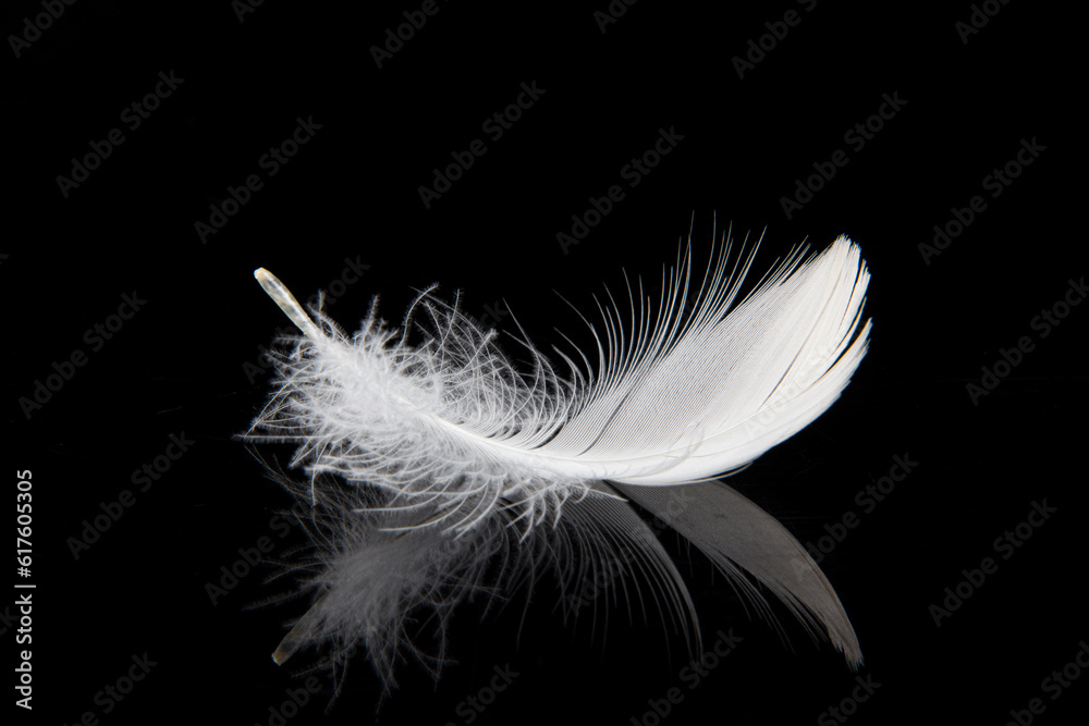 white feather isolated on black background