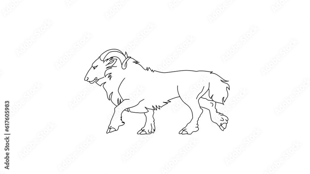 2d Hand Drawn Animation, Horned Sheep Walk Cyle Cartoon On Isolated White Background