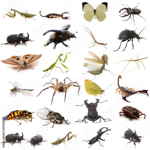 group of european insects © Designpics