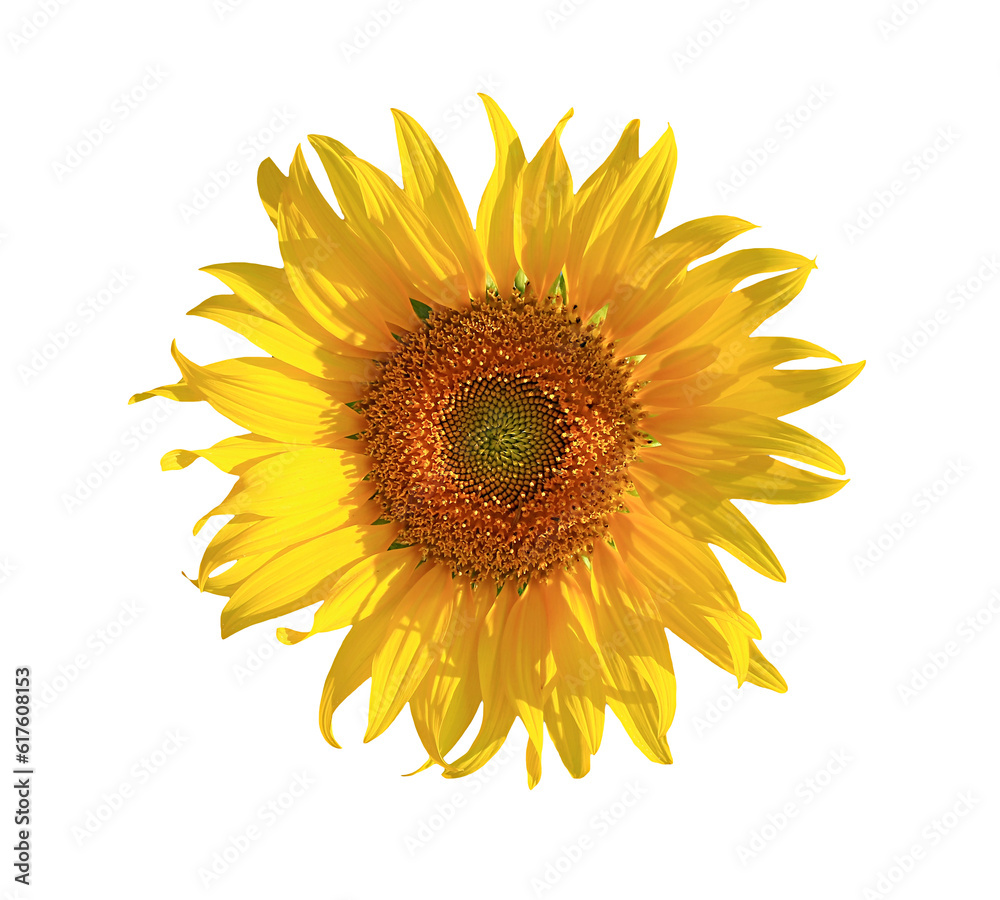 Fototapeta premium Vivid Yellow Full Bloom Sunflower on Transparent Background, PNG File