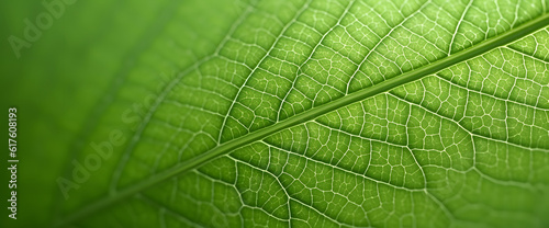 Macro Detail of Green Leaf Veins Texture