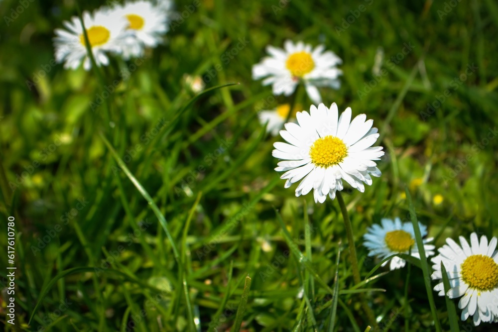 Chamomile flower among green grass and leaves Chamomile flower among green grass and leaves