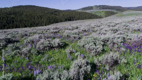 Wyoming Bighorn Mountains Wild Flowers Pan