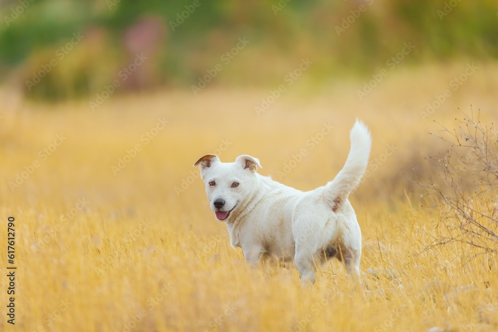 A pet dog walks outdoors. Purebred breed Jack Russell Terrier male
