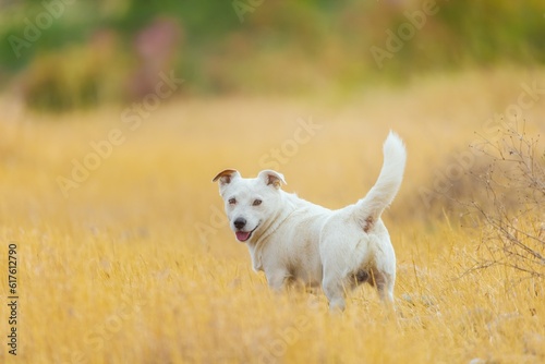 A pet dog walks outdoors. Purebred breed Jack Russell Terrier male