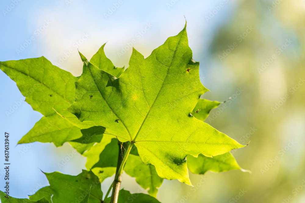Summer branches of maple tree with fresh green leaves Summer branches of maple tree with fresh green leaves