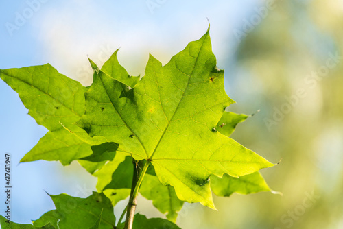 Summer branches of maple tree with fresh green leaves