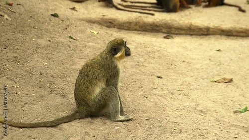 The green monkey sitting down on the floor of the nature reserve in Gambia, West Africa. photo