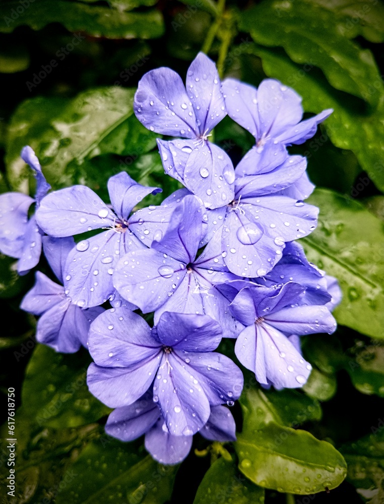 Obraz premium Bunch of flower