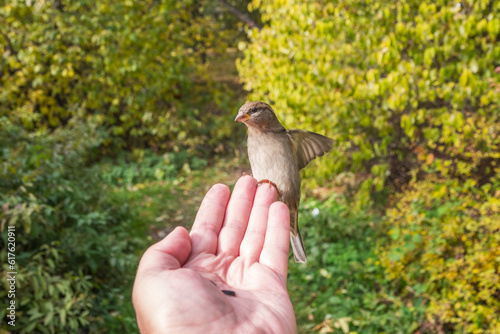Sparrow eats seeds from a man's hand