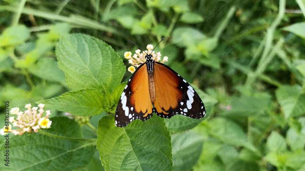 Danaus chrysippus, also known as the plain tiger butterfly Danaus chrysippus, also known as the plain tiger butterfly
