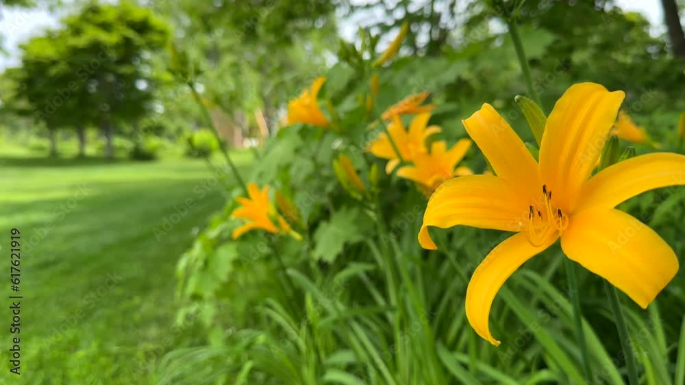 4K_Movie: Ezo kanzo blooms (Hemerocallis middendorffii) in the forest in early summer, blooming in the morning and wilting in the evening. 4K_Movie: Ezo kanzo blooms (Hemerocallis middendorffii) in the forest in early summer, blooming in the morning and wilting in the evening.