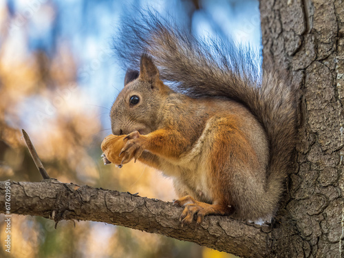 The squirrel with nut sits on tree in the autumn. Eurasian red squirrel  Sciurus vulgaris.