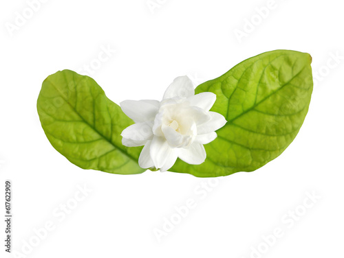 Single white flower of Grand Duke of Tuscany, Arabian white jasmine, Jasminum sambac, aroma, flora, isolated, transparent background, cutout photo