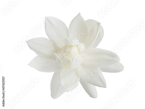 Fotobehang Top view, Single white flower of Grand Duke of Tuscany, Arabian white jasmine, J