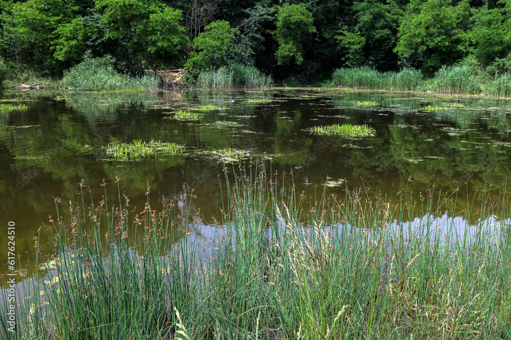 Inflorescences Schoenoplectus lacustris Scirpus in a pond. Inflorescences Schoenoplectus lacustris Scirpus in a pond.