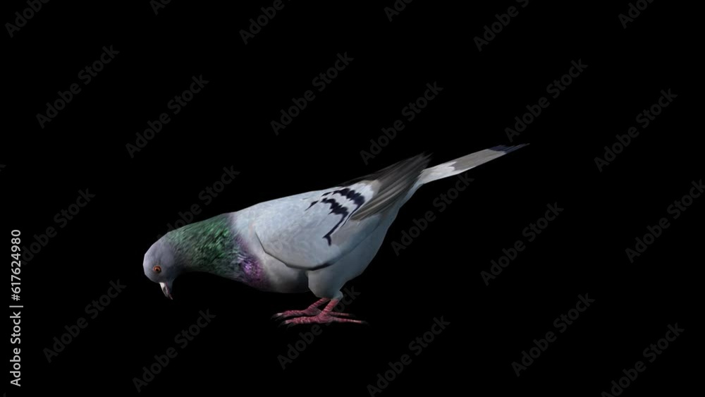 A pigeon standing idle eating on black background, 3D animation, animated animals, seamless loop animation