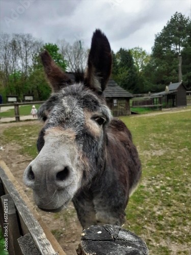 donkey with black ears in the farm © Patrik