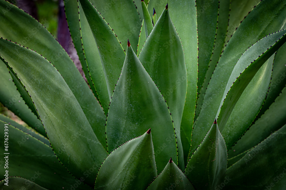 close up detail of green leaves on big Agave succulent plant outdoors close up detail of green leaves on big Agave succulent plant outdoors