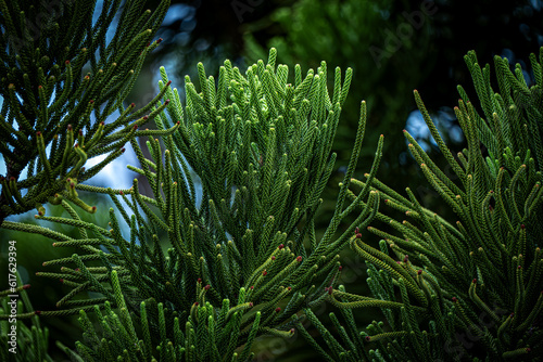 Close-up of Green Araucaria columnaris pine leaf photo