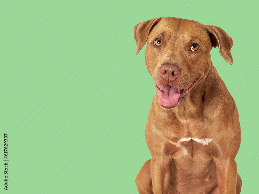 Cute brown dog. Close-up, indoors. Studio photo, isolated background. Day light. Concept of care, education, obedience training and raising pets