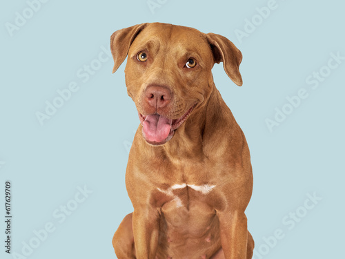 Cute brown dog. Close-up  indoors. Studio photo  isolated background. Day light. Concept of care  education  obedience training and raising pets