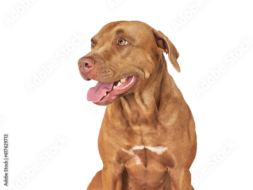 Cute brown dog. Close-up  indoors. Studio photo  isolated background. Day light. Concept of care  education  obedience training and raising pets