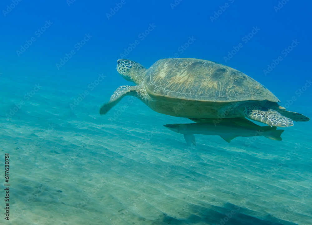Obraz premium hawksbill turtle with two pilotfishes hovers over the seabed in clear blue water