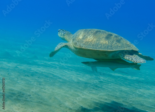 hawksbill turtle with two pilotfishes hovers over the seabed in clear blue water