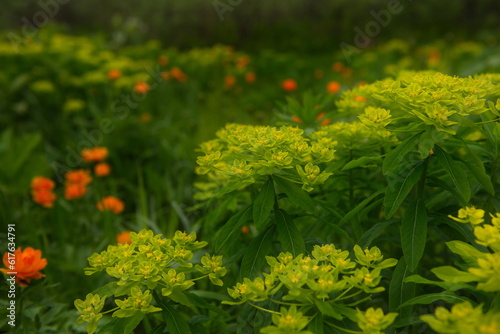 Fototapeta Naklejka Na Ścianę i Meble -  The blooming bank of the taiga river Tom.