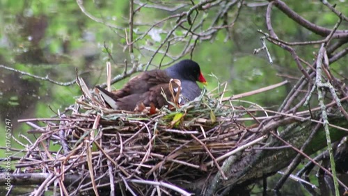 Breeding coot in nest with nestlings and coot chicks or coot biddies in garden pond as water bird in wetlands shows nest with adult mother hen hatching and caring at lake shore in close-up babies view photo