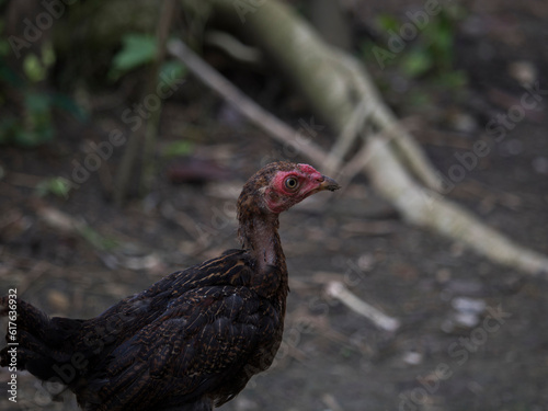 chicken in the farm