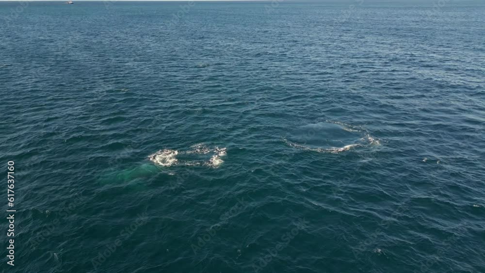 Humpback whales diving deep into the ocean from the ocean surface
