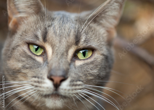 close-up of the face of a beautiful grey cat