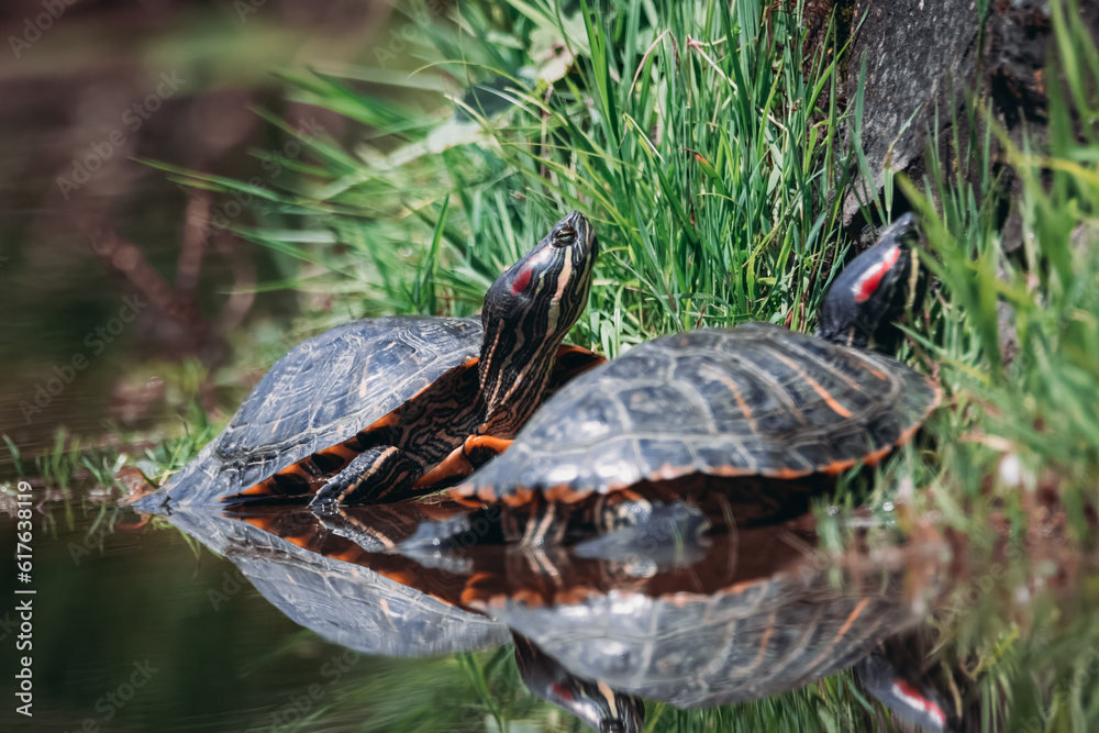A couple of red-eared slider turtles are basking in the sun near the green grasses. Close-up portrait of red-eared slider couple with reflection in the water. A couple of red-eared slider turtles are basking in the sun near the green grasses. Close-up portrait of red-eared slider couple with reflection in the water.