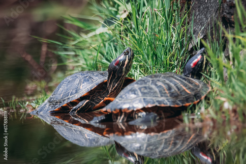 A couple of red-eared slider turtles are basking in the sun near the green grasses. Close-up portrait of red-eared slider couple with reflection in the water. 