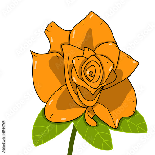 orange rose