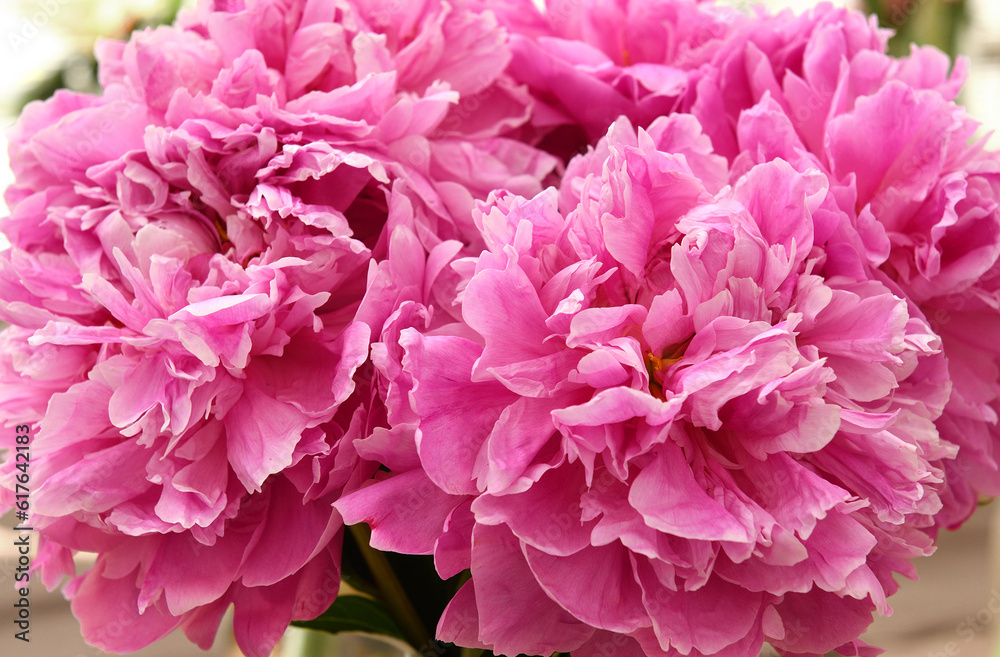 Beautiful petals of Doctor Alexander Fleming peony